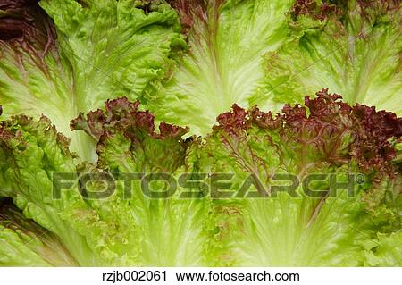 Lettuce View Large Photo Image Stock Image - Lettuce. Fotosearch