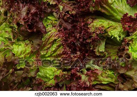 Stock Image - Lettuce. Fotosearch