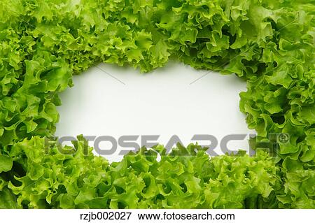Lettuce View Large Photo Image Stock Photo - Lettuce. Fotosearch