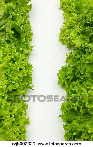 Stock Photo - Lettuce. Fotosearch