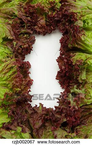 Lettuce View Large Photo Image Stock Photo - Lettuce. Fotosearch