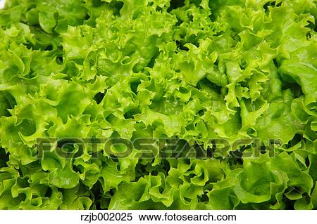 Stock Photography - Lettuce. Fotosearch
