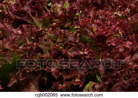 Stock Photography - Lettuce. Fotosearch
