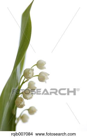 Lily of the Valley View Large Photo Image Picture - Lily of the Valley. Fotosearch