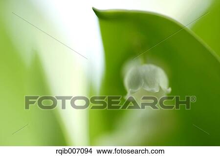 Lily of the Valley View Large Photo Image Picture - Lily of the Valley. Fotosearch