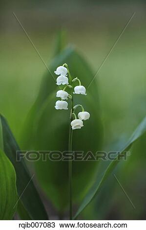 Lily of the Valley View Large Photo Image Stock Image - Lily of the Valley. Fotosearch