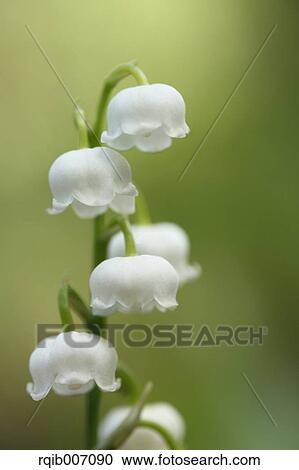 Stock Image - Lily of the Valley. Fotosearch