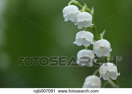 Lily of the Valley View Large Photo Image Stock Image - Lily of the Valley. Fotosearch