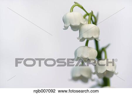 Lily of the Valley View Large Photo Image Stock Image - Lily of the Valley. Fotosearch