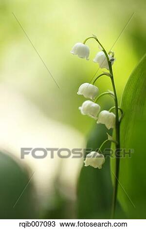 Lily of the Valley View Large Photo Image Stock Image - Lily of the Valley. Fotosearch