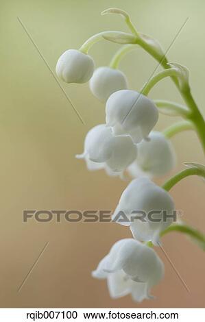Lily of the Valley View Large Photo Image Stock Image - Lily of the Valley. Fotosearch