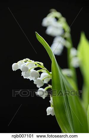 Lily of the Valley View Large Photo Image Stock Image - Lily of the Valley. Fotosearch