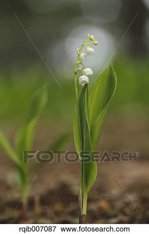 Lily of the Valley View Large Photo Image Stock Photo - Lily of the Valley. Fotosearch