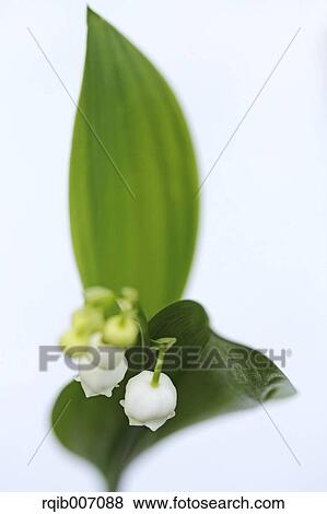 Lily of the Valley View Large Photo Image Stock Photo - Lily of the Valley. Fotosearch