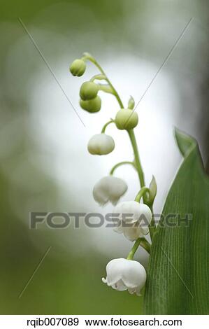 Lily of the Valley View Large Photo Image Stock Photo - Lily of the Valley. Fotosearch