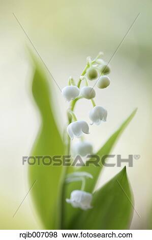 Lily of the Valley View Large Photo Image Stock Photo - Lily of the Valley. Fotosearch
