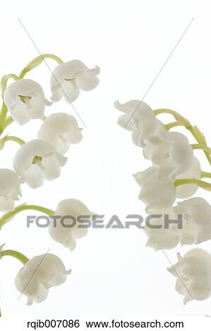 Stock Photograph - Lily of the Valley. Fotosearch