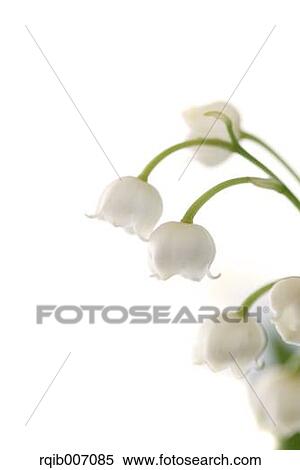 Lily of the Valley View Large Photo Image Stock Photography - Lily of the Valley. Fotosearch