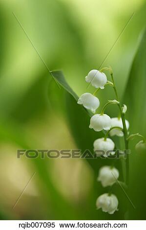 Lily of the Valley View Large Photo Image Stock Photography - Lily of the Valley. Fotosearch