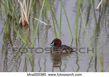 Little Grabe View Large Photo Image Stock Image - Little Grabe. Fotosearch