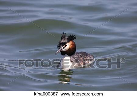 Stock Photo - Little Grabe. Fotosearch