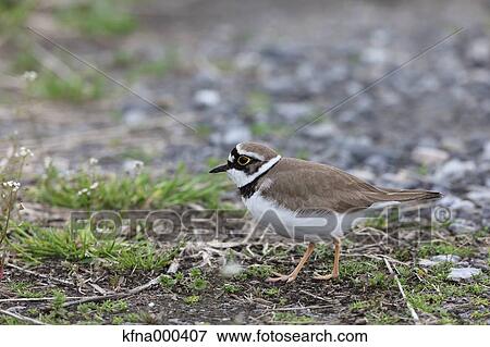 Stock Photo - Little Ringed Plover. Fotosearch