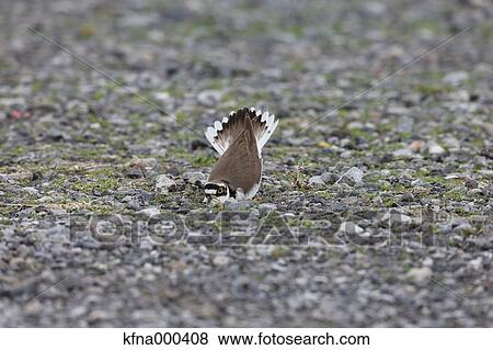 Little Ringed Plover View Large Photo Image Stock Photo - Little Ringed Plover. Fotosearch
