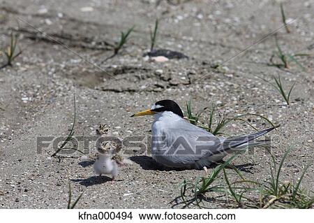 Little Tern View Large Photo Image Picture - Little Tern. Fotosearch