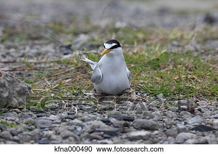 Stock Image - Little Tern. Fotosearch