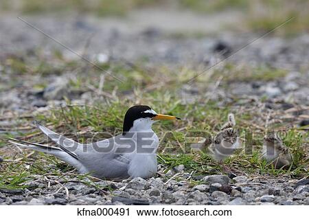 Little Tern View Large Photo Image Stock Image - Little Tern. Fotosearch