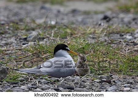 Little Tern View Large Photo Image Stock Image - Little Tern. Fotosearch