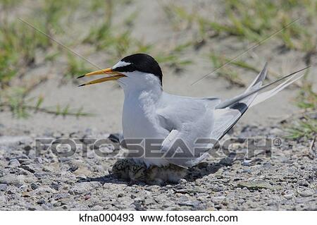 Little Tern View Large Photo Image Stock Image - Little Tern. Fotosearch