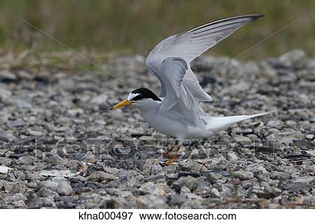 Little Tern View Large Photo Image Stock Photo - Little Tern. Fotosearch
