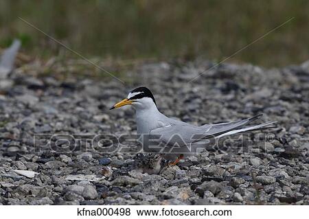 Little Tern View Large Photo Image Stock Photo - Little Tern. Fotosearch