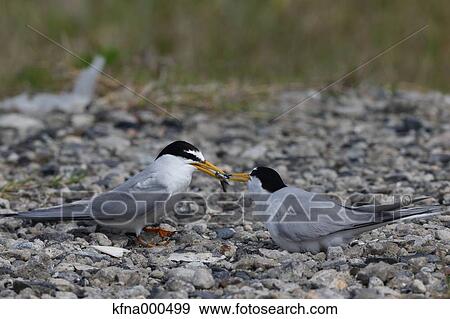 Little Tern View Large Photo Image Stock Photo - Little Tern. Fotosearch