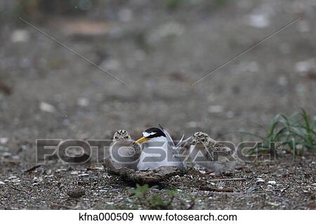 Stock Photo - Little Tern. Fotosearch