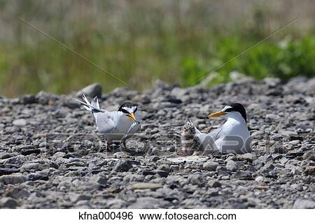 Little Tern View Large Photo Image Stock Photograph - Little Tern. Fotosearch