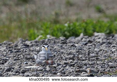 Little Tern View Large Photo Image Stock Photography - Little Tern. Fotosearch