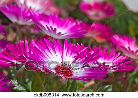 Livingstone Daisy View Large Photo Image Picture - Livingstone Daisy. Fotosearch