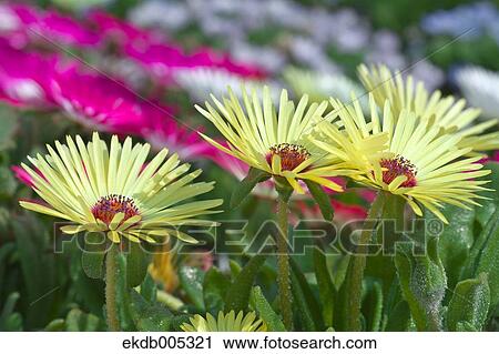 Livingstone Daisy View Large Photo Image Stock Image - Livingstone Daisy. Fotosearch