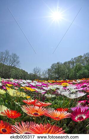Livingstone Daisy View Large Photo Image Stock Photo - Livingstone Daisy. Fotosearch