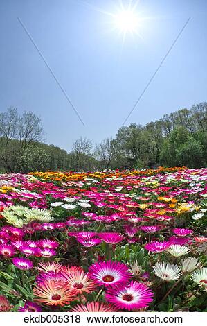 Livingstone Daisy View Large Photo Image Stock Photo - Livingstone Daisy. Fotosearch