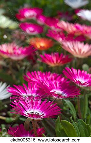 Livingstone Daisy View Large Photo Image Stock Photograph - Livingstone Daisy. Fotosearch