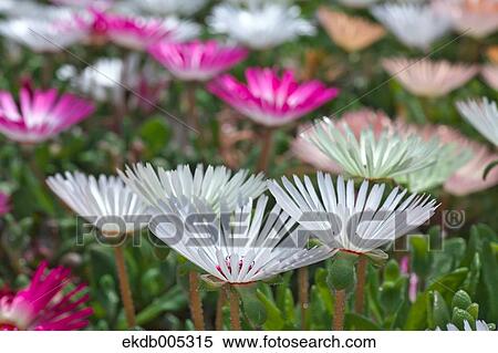 Livingstone Daisy View Large Photo Image Stock Photography - Livingstone Daisy. Fotosearch