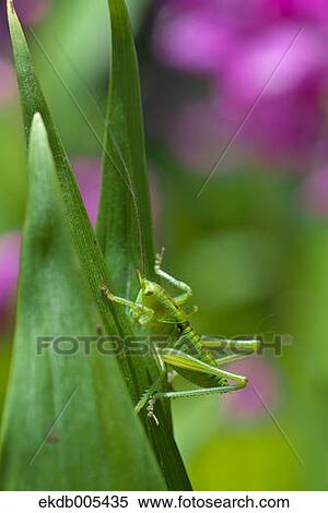 Locust View Large Photo Image Stock Photography - Locust. Fotosearch
