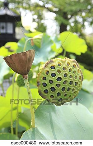 Lotus View Large Photo Image Stock Image - Lotus. Fotosearch