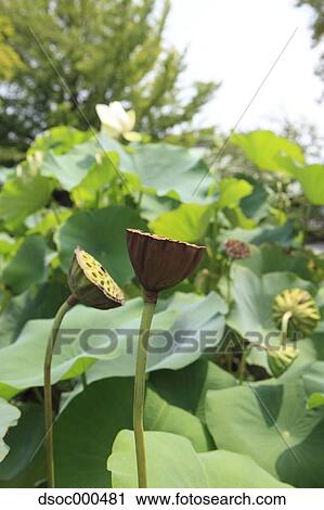 Lotus View Large Photo Image Stock Image - Lotus. Fotosearch