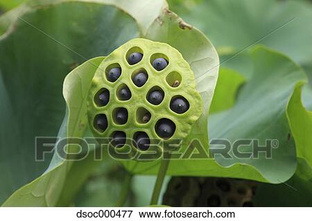 Lotus View Large Photo Image Stock Photo - Lotus. Fotosearch
