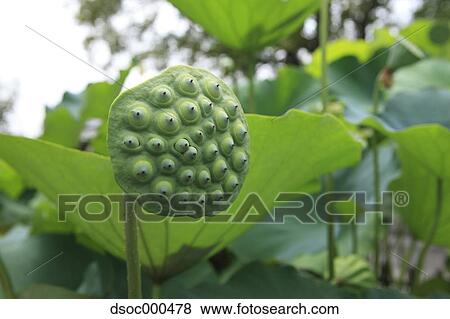 Lotus View Large Photo Image Stock Photo - Lotus. Fotosearch