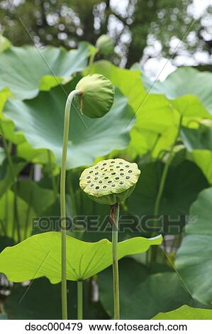 Stock Photo - Lotus. Fotosearch